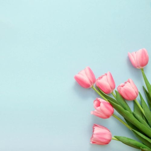Flower Background Images & Wallpapers: Free Download | Fotor