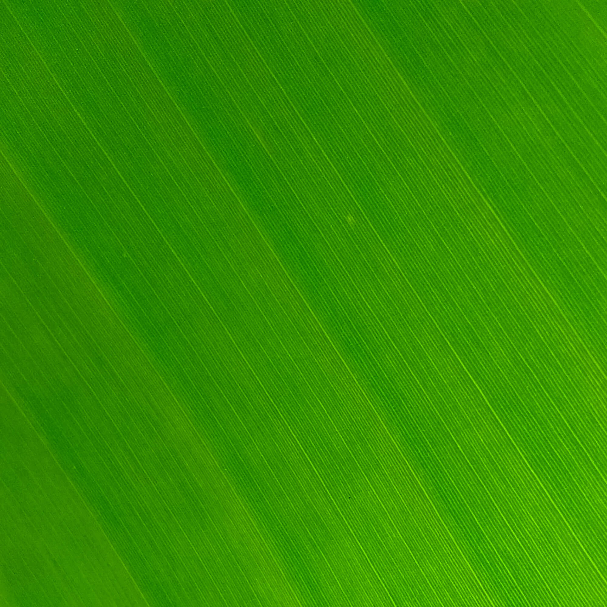 Green Background 06 - [1920x1080]