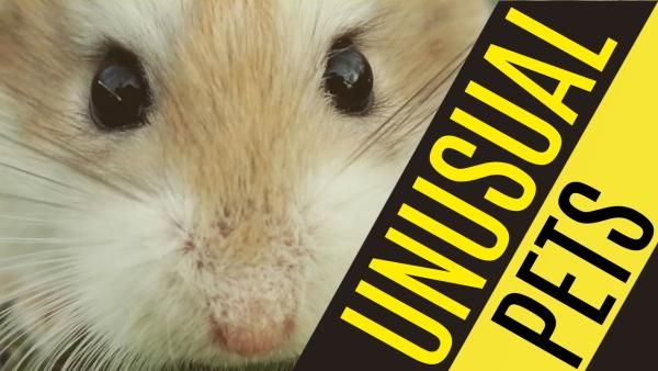 hamster, pets, unusual pets, Unusual Pet Youtube Thumbnail Template