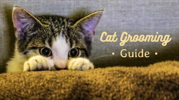 trick, tip, tutorial, Cute Pet Guide Youtube Thumbnail Template