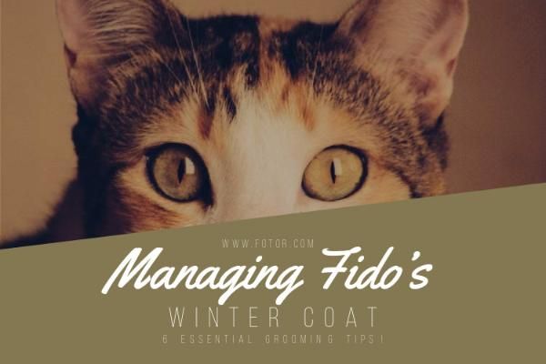 pet, cat, kitten, Managing Fido's Blog Title Template