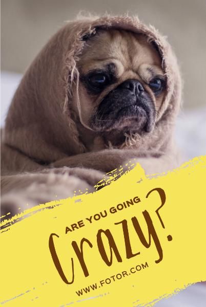dog, animal, shar pei, Crazy Pet Pinterest Post Template