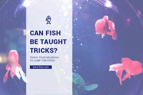 魚はトリックを教えることができます ブログヘッダー