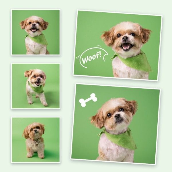 dog, puppy, animal, Green Modern Cute Pets Photo Collage (Square) Template