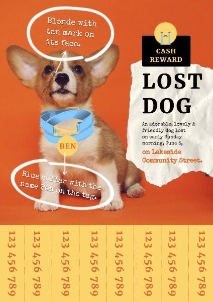 lost and found, pet, animal, Lost Dog Notification Poster Template