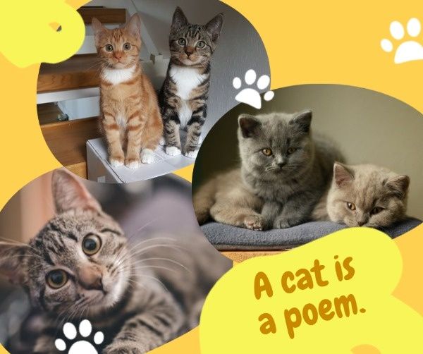 pet, animal, animals, Yellow Cute Cats Collage Facebook Post Template