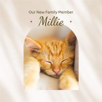 pet, pets, simple, Beige Minimalist Cat Sleep Photo Instagram Post Template