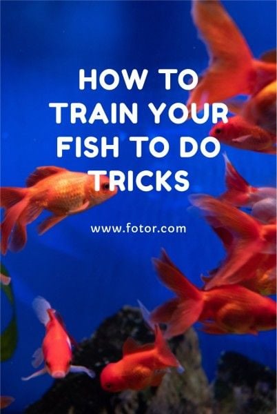 goldfish, fish, fishes, Pet Tutorial Pinterest Post Template