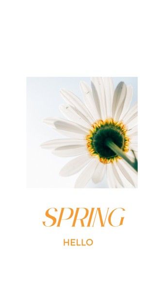 White Flower Spring Mobile Wallpaper