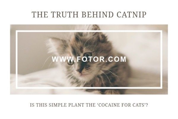 pet, animal, kitty, The Truth Behind Catnip Blog Title Template
