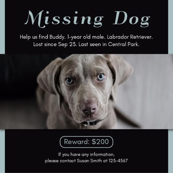 dog, lost, social medium, Black Pet Missing Poster Instagram Post Template