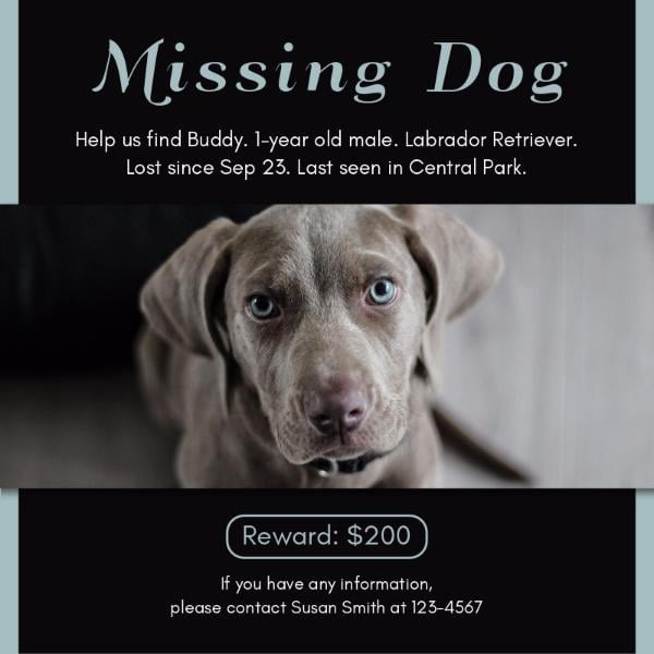 Black Pet Missing Poster Instagram Post