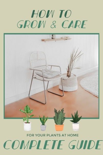 house plant, plant, cultivation, Flowerpot Care Pinterest Post Template