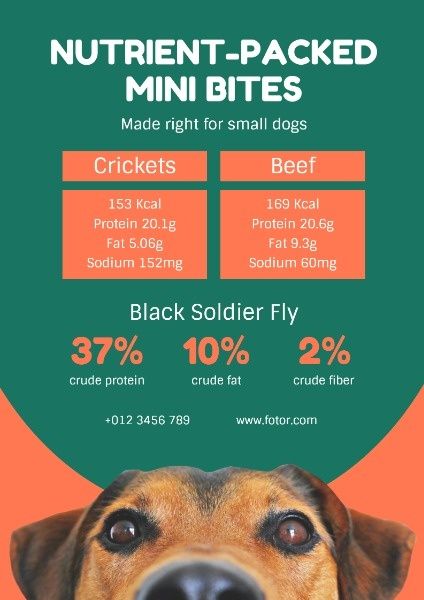 绿色和橙色宠物食品销售 英文海报