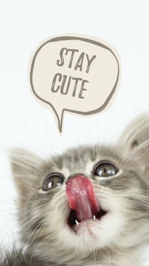 pet, animal, life, Cute Gray Cat  Instagram Story Template