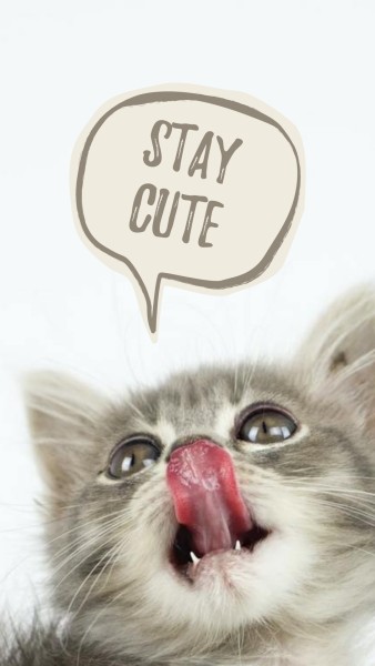 Cute Gray Cat  Instagram Story