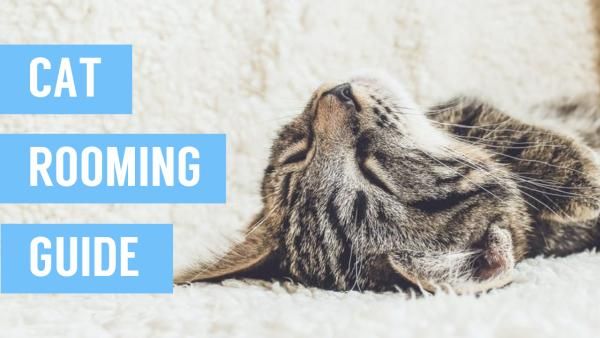 pet, lifestyle, cat guide, Cat Rooming Guide Youtube Thumbnail Template