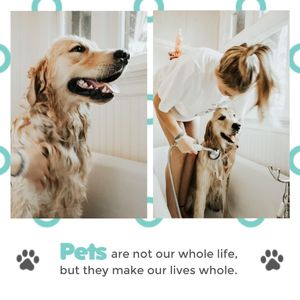 dog, animal, fun, Get Along With Pets Instagram Post Template
