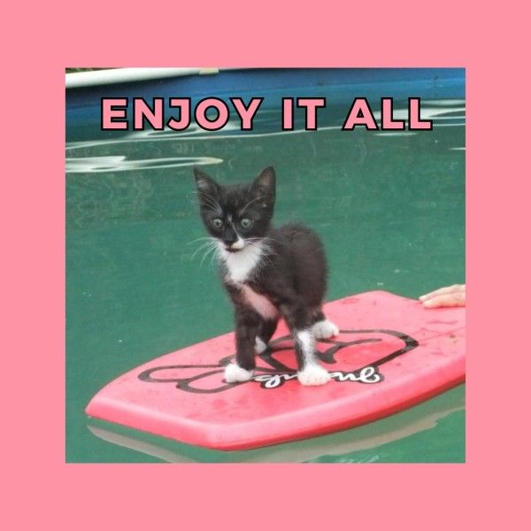quote, pool, life, Pink Cat Swimming Instagram Post Template