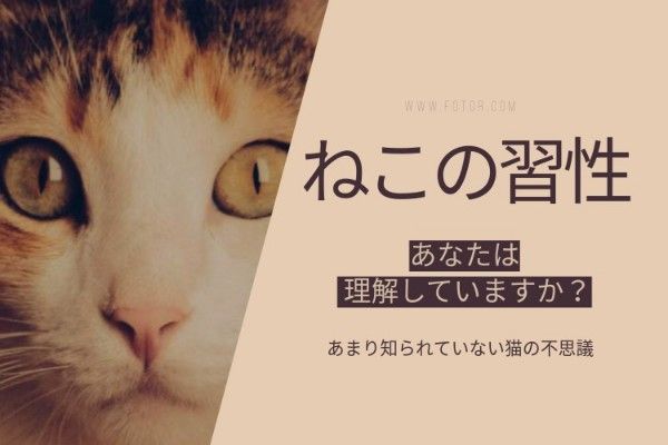 pet, cat, kitten, Brown Managing Fido's Blog Title Template