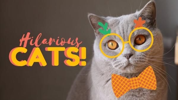 pet, hilarious cats, cats, Cute Cat Youtube Thumbnail Template