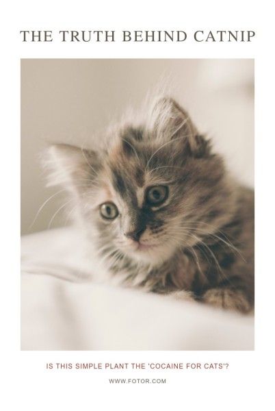 animal, cat, cute, Pet Photo Pinterest Post Template