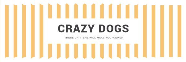dogs, dog, animals, Pet Twitter Cover Template