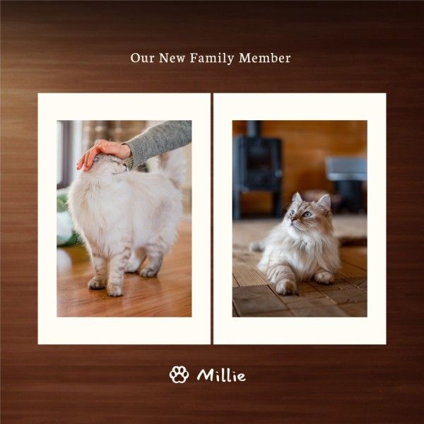 cat, animal, family, Brown Modern Pets Photo Collage Instagram Post Template