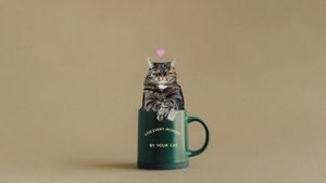 pet, animal, mug, Funny Cat Image Cutout  Desktop Wallpaper Template
