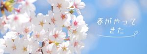 sakura, japan, japanese, Blue Beautiful Spring Flower Facebook Cover Template