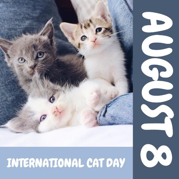 pet,  animal, life, Blue Cute Cat International Cat Day Instagram Post Template