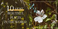 tree, flower, rainforest, Green 10 Most Beautiful Places In The World Travel Twitter Post Template