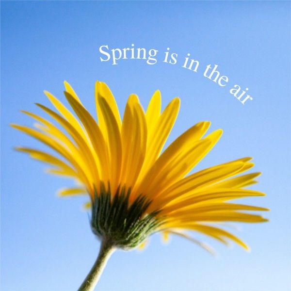 青と黄色のミニマリスト春の花 Instagram投稿