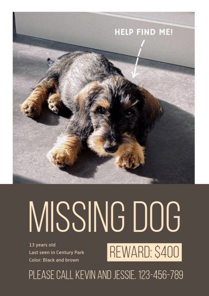 pet, reward, sunshine, Gray Missing Dog Poster Template