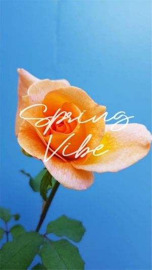 カスタマイズ可能な冬スマホ壁紙のテンプレート Fotorデザインツール