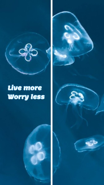 Blue Jellyfish Quote Mobile Wallpaper