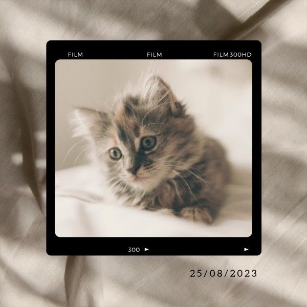 cat, kitten, modern, Cute Pets Photo Collage Instagram Post Template