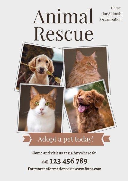 shelter, help animal, cat, Brown Animal Rescue  Poster Template