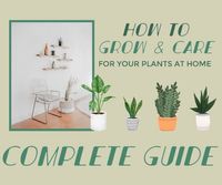 自宅であなたの植物をケアする方法 Facebook投稿