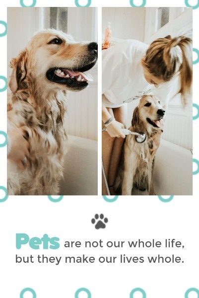 dog, animal, fun, Get Along With Pets Pinterest Post Template