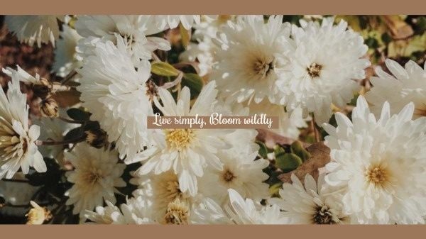 life, bloom, daisy, White Flower Wallpaper Desktop Wallpaper Template