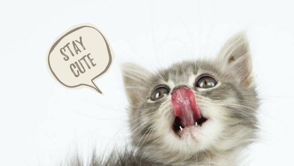 pet, animal, bubble, Cute Cat Wallpaper Desktop Wallpaper Template