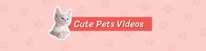 life, cat, animal, Cute Pets Videos LinkedIn Background Template
