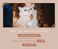 lost, cat lost, cat, Photo Pet Missing Poster Facebook Post Template