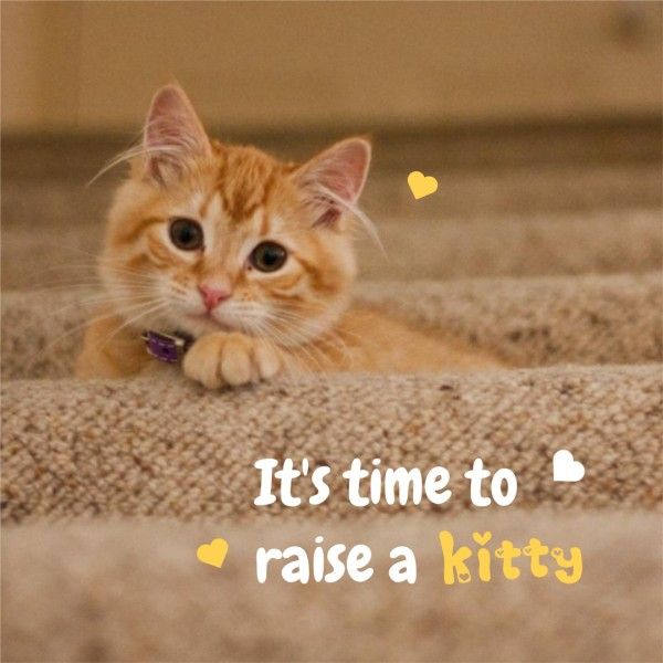 养一只小猫视频博客 Instagram帖子