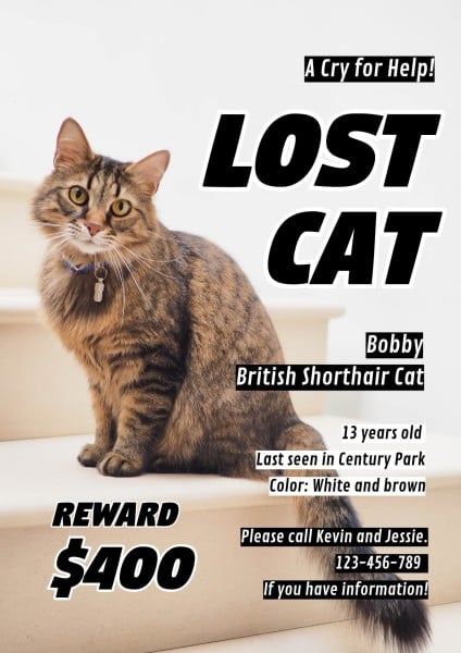 White Lost Cat Search Notice Poster