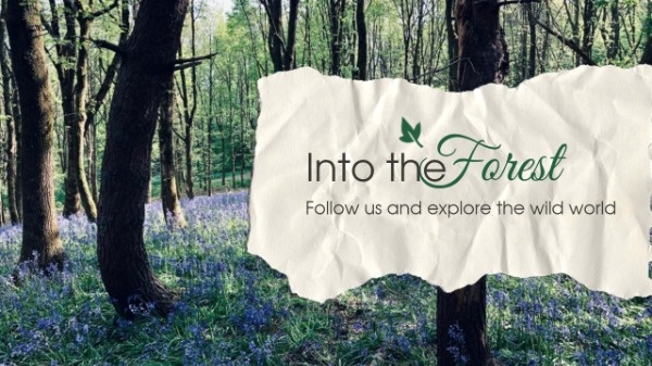 Into The Forest Youtube Channel Art