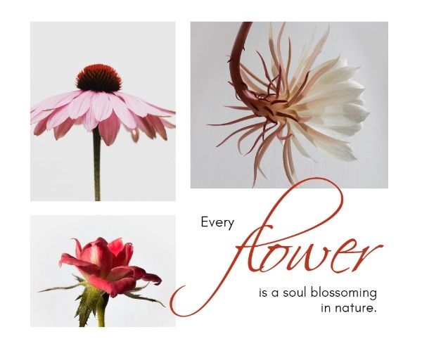 blossoming, life, blossom, Flower Inspiration Facebook Post Template