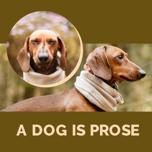pet, animal, animals, Brown Dog Collage Instagram Post Template