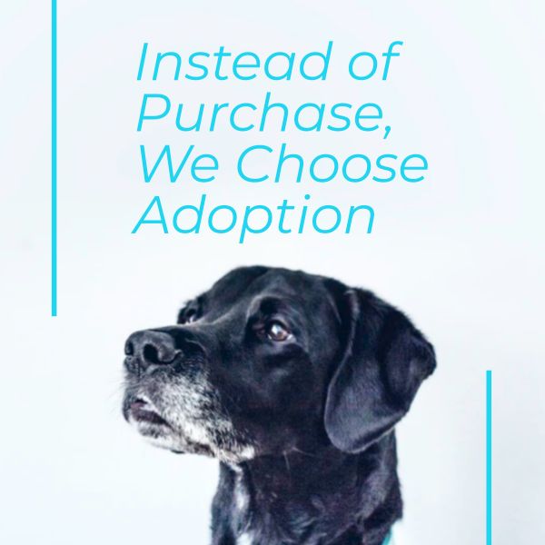 Simple And Warm Pet Adoption Instagram Post Instagram Post